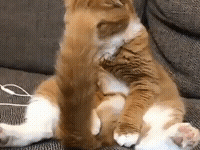 猫跟尾巴是两种生物