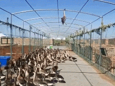 别救我，我只想晒晒太阳，瓜瓜腊​肠