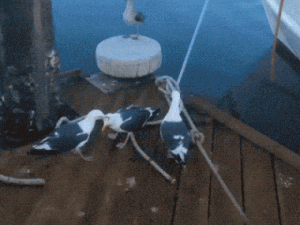 这只鸟的名字就叫薯条